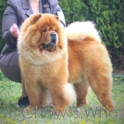 Chow's Who