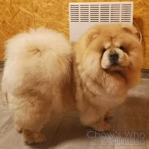 Chow's Who