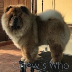 Chow's Who
