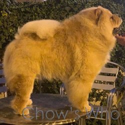 Chow's Who