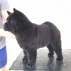 Chow's Who