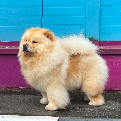 Chow's Who