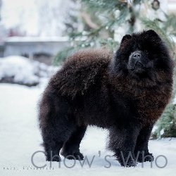 Chow's Who