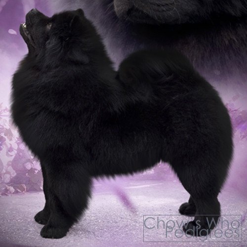 Chow's Who