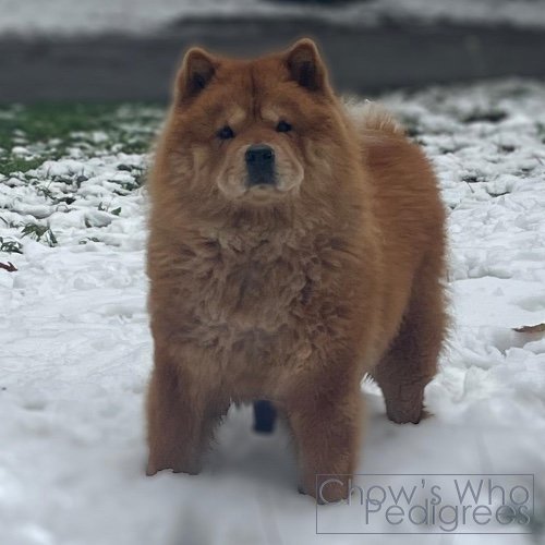 Chow's Who