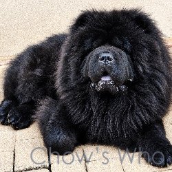 Chow's Who