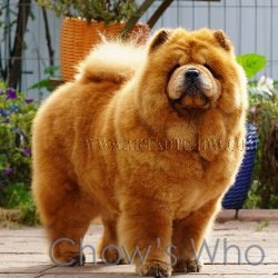 Chow's Who