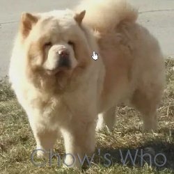 Chow's Who