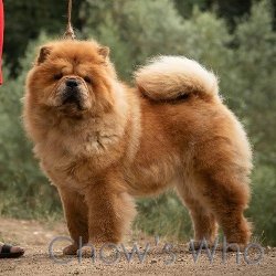 Chow's Who
